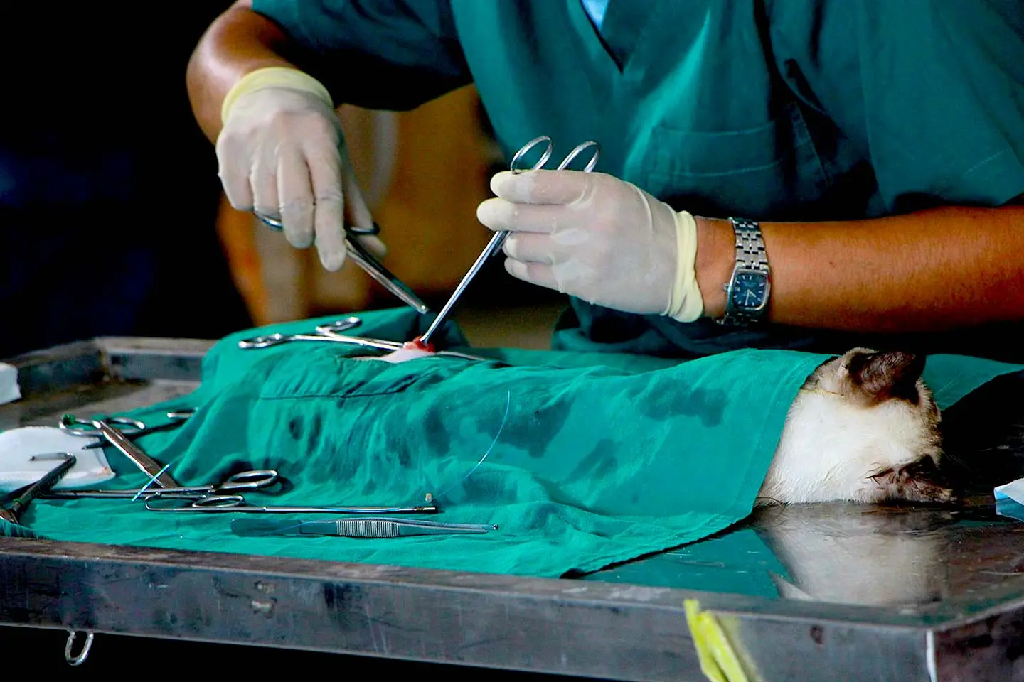 Veterinary Surgical Sutures