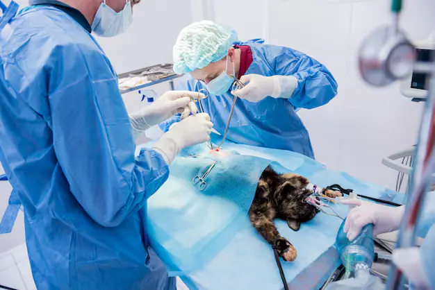 absorbable surgical sutures