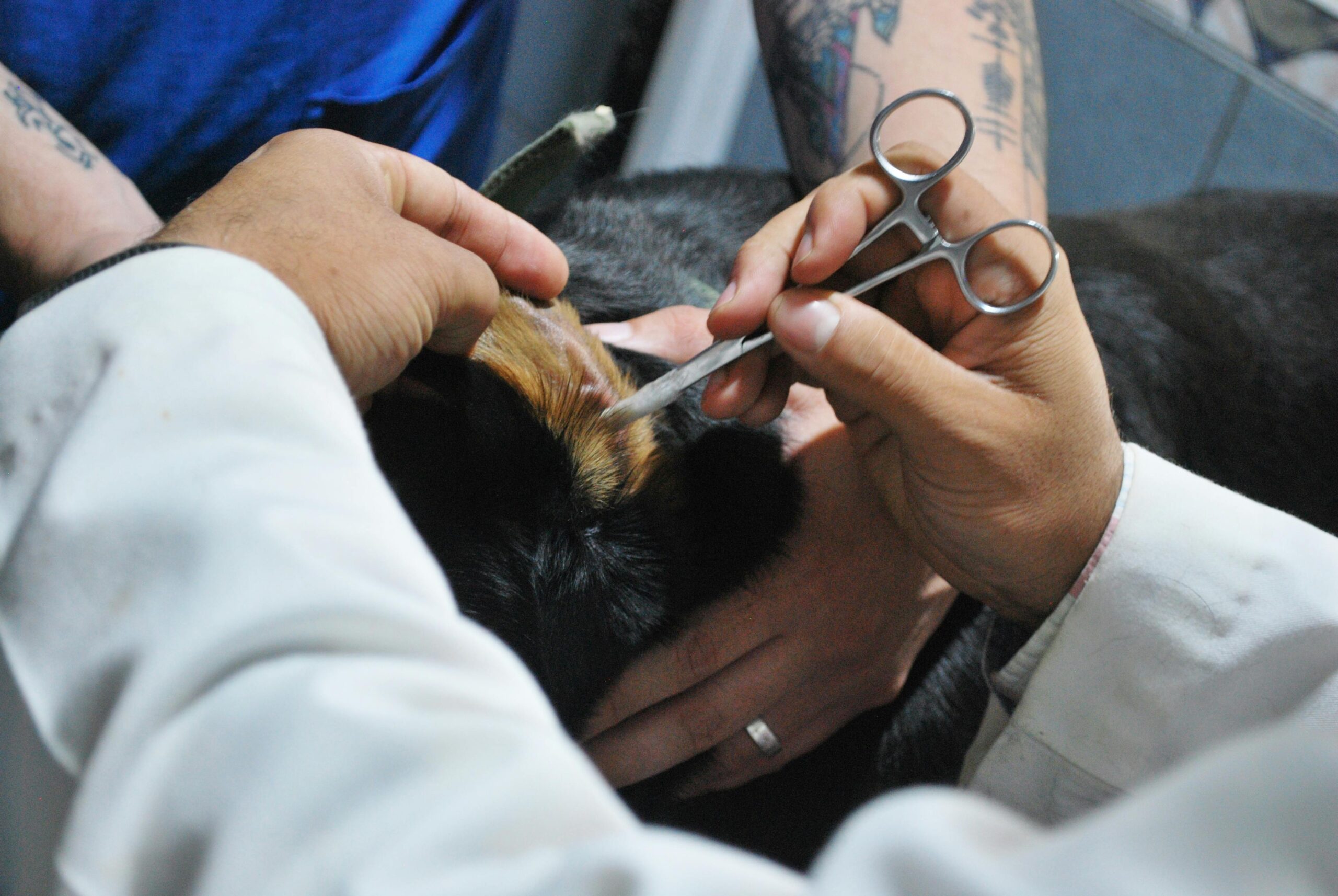 Veterinary Surgical Sutures